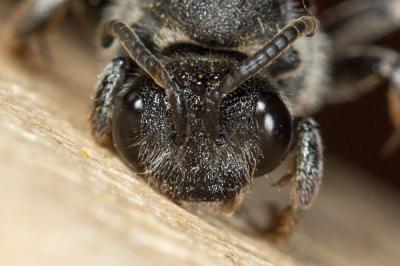  Ammobates muticus Spinola, 1843