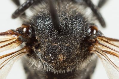  Ammobates muticus Spinola, 1843