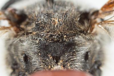  Ammobates muticus Spinola, 1843