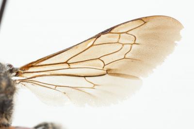  Ammobates muticus Spinola, 1843