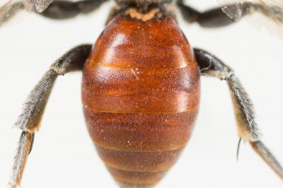  Ammobates muticus Spinola, 1843
