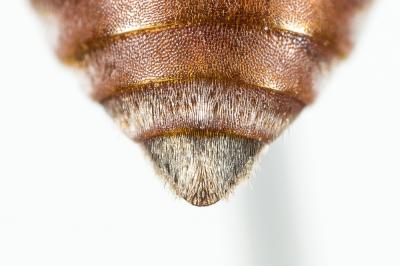 Ammobates muticus Spinola, 1843