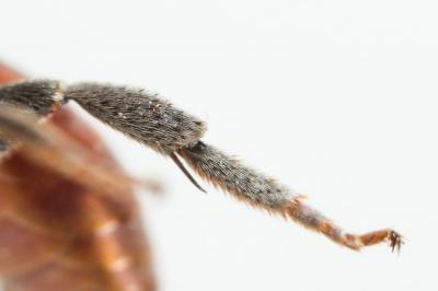  Ammobates muticus Spinola, 1843