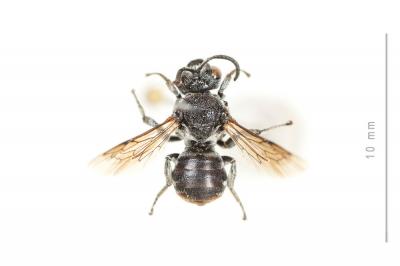  Ammobates punctatus (Fabricius, 1804)