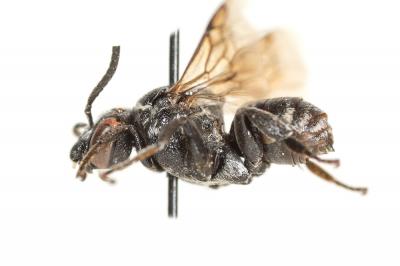  Ammobates punctatus (Fabricius, 1804)