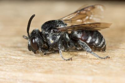  Ammobates punctatus (Fabricius, 1804)