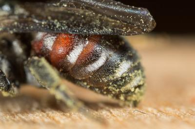  Ammobates punctatus (Fabricius, 1804)