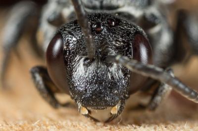  Ammobates punctatus (Fabricius, 1804)
