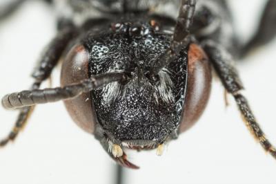  Ammobates punctatus (Fabricius, 1804)