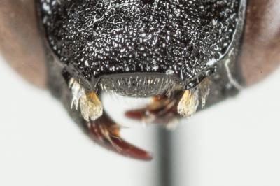 Ammobates punctatus (Fabricius, 1804)