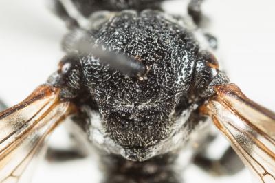 Ammobates punctatus (Fabricius, 1804)