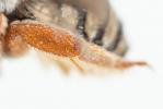  Pseudoanthidium reticulatum (Mocsáry, 1884)