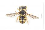  Pseudoanthidium scapulare (Latreille, 1809)