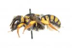  Pseudoanthidium scapulare (Latreille, 1809)
