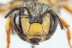  Pseudoanthidium scapulare (Latreille, 1809)