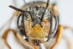  Pseudoanthidium scapulare (Latreille, 1809)
