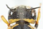  Pseudoanthidium scapulare (Latreille, 1809)