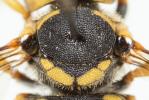  Pseudoanthidium scapulare (Latreille, 1809)
