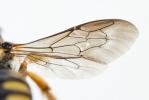  Pseudoanthidium scapulare (Latreille, 1809)
