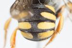  Pseudoanthidium scapulare (Latreille, 1809)