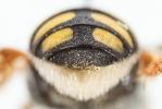  Pseudoanthidium scapulare (Latreille, 1809)
