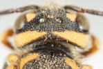  Rhodanthidium caturigense (Giraud, 1863)