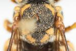  Rhodanthidium caturigense (Giraud, 1863)