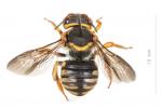  Rhodanthidium infuscatum (Erichson, 1835)