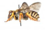  Rhodanthidium infuscatum (Erichson, 1835)
