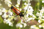  Stenurella melanura (Linnaeus, 1758)