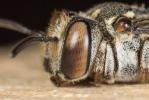  Coelioxys haemorrhoa Förster, 1853
