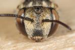  Coelioxys haemorrhoa Förster, 1853
