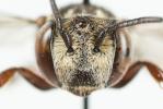  Coelioxys haemorrhoa Förster, 1853