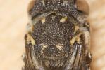  Coelioxys haemorrhoa Förster, 1853