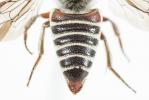  Coelioxys haemorrhoa Förster, 1853
