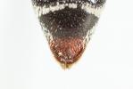  Coelioxys haemorrhoa Förster, 1853