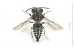  Coelioxys afra Lepeletier, 1841