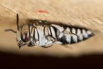  Coelioxys afra Lepeletier, 1841