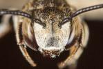  Coelioxys afra Lepeletier, 1841