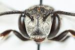  Coelioxys afra Lepeletier, 1841