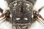 Coelioxys afra Lepeletier, 1841