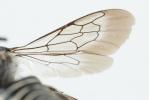 Coelioxys afra Lepeletier, 1841