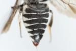  Coelioxys afra Lepeletier, 1841