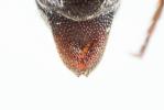  Coelioxys afra Lepeletier, 1841