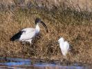 Ibis sacré Threskiornis aethiopicus (Latham, 1790)