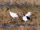 Ibis sacré Threskiornis aethiopicus (Latham, 1790)