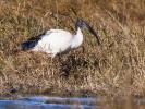 Ibis sacré Threskiornis aethiopicus (Latham, 1790)