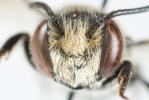  Coelioxys conoidea (Illiger, 1806)