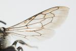 Coelioxys conoidea (Illiger, 1806)