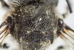  Coelioxys conoidea (Illiger, 1806)